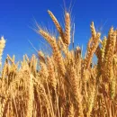 Ученые исследовали эффективность биохимикатов на озимой пшенице