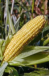 фотография продукта Семена кукурузы