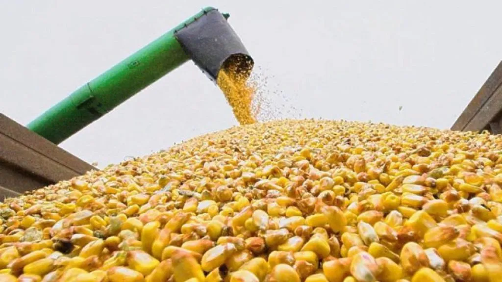 фотография продукта Кукуруза фуражная урожай 2018 года.