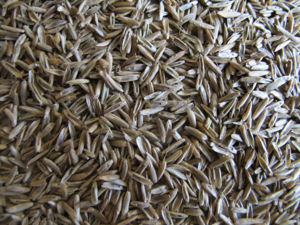 фотография продукта Семена фестулолиума