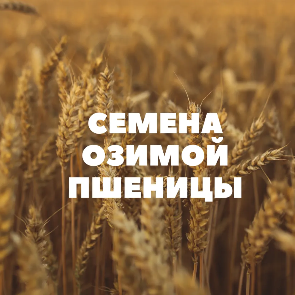 семена озимой пшеницы на посев в Краснодаре