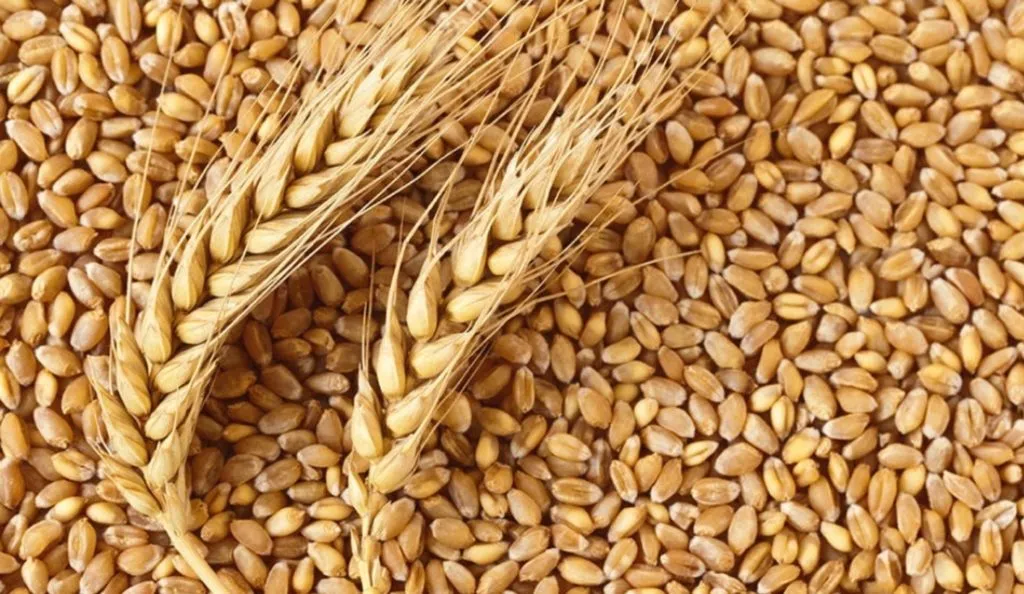пшеница 3 класса в Краснодаре