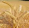 пшеница 4 класса в Краснодаре