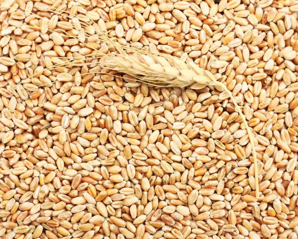 пшеница 5 класс в Краснодаре