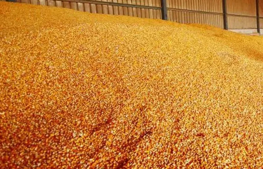 кукуруза в Краснодаре