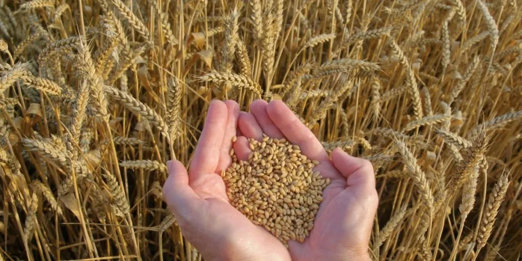 пшеница 3 класса в Краснодаре