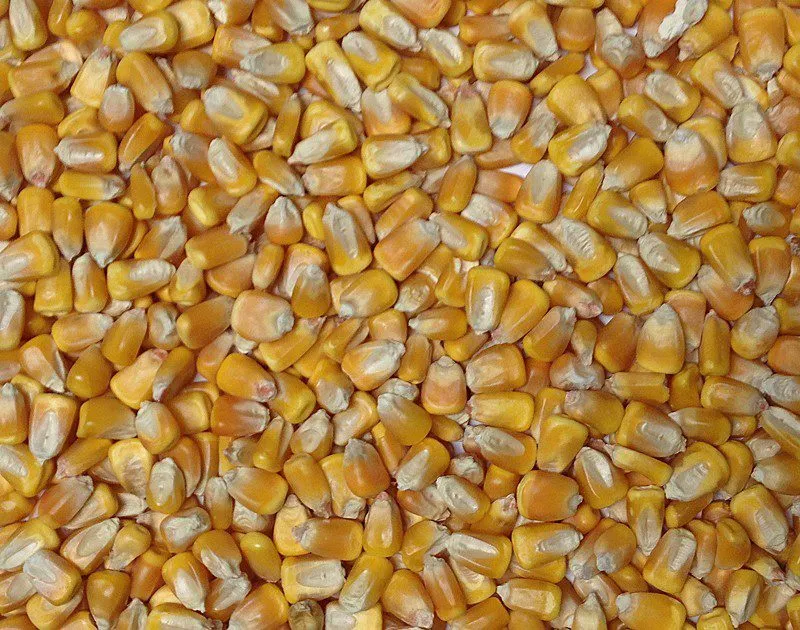 кукуруза в Краснодаре