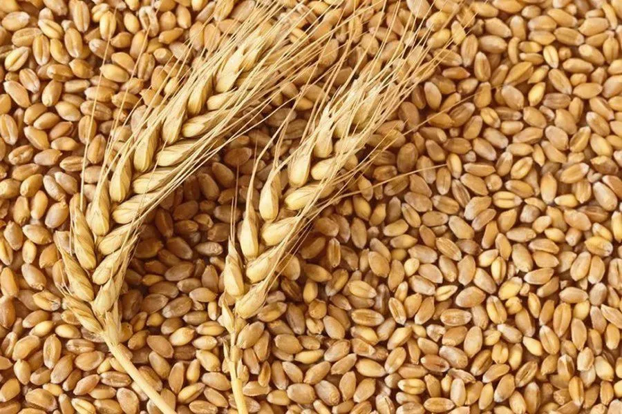фотография продукта пшеницу 3-й класс, 11,5 Тыс Тн.