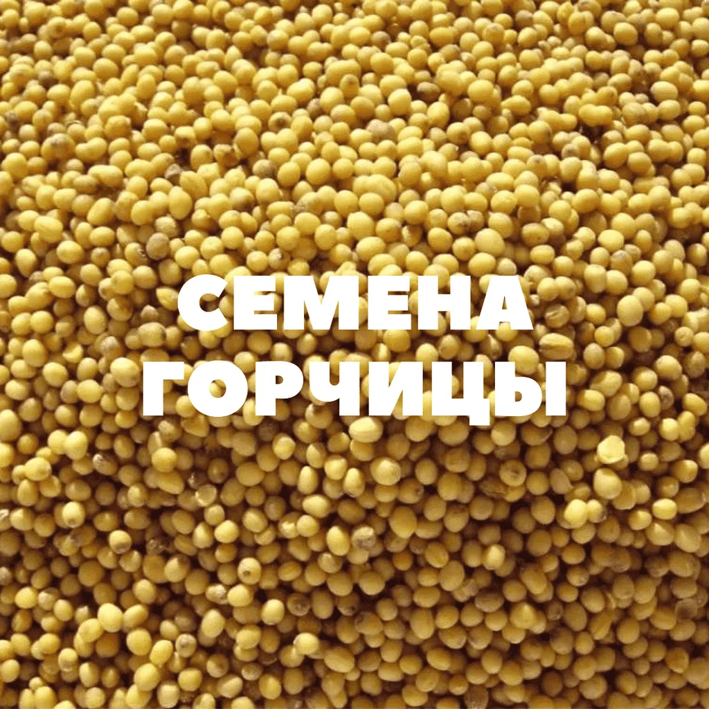 семена горчицы на посев в Краснодаре