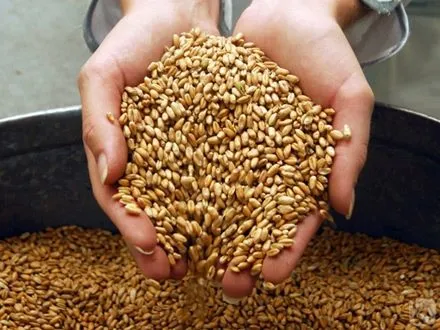 фотография продукта Пшеница пищевая с протеином 12,5%  