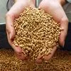 пшеница пищевая с протеином 12,5%   в Новороссийске