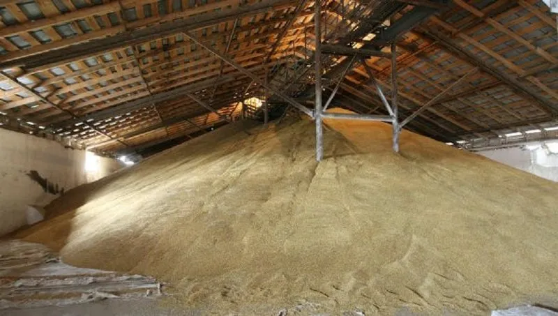 пшеница 3 класс, 4 класс, 5 класс из КФХ в Краснодаре