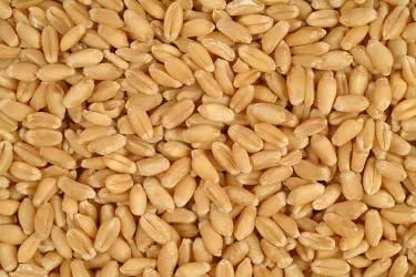 фотография продукта Пшеница #3 класса в Тунис 
