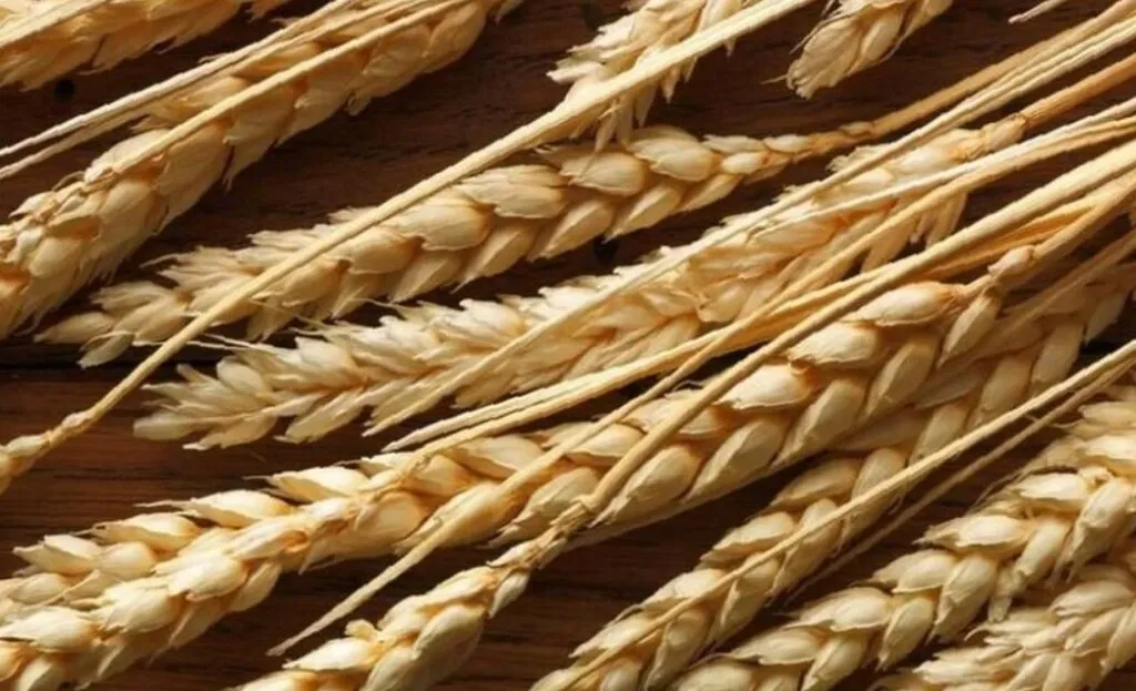 семена оз пшеницы Алексеич, Гром, Степь в Краснодаре