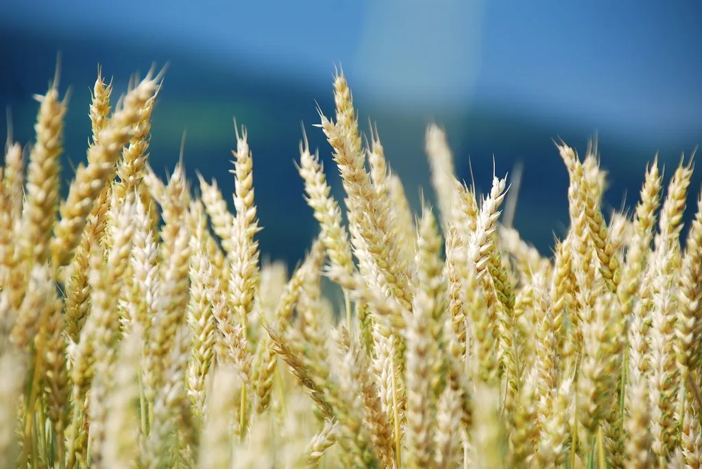 семена оз пшеницы среднепоздний сорт юка в Краснодаре