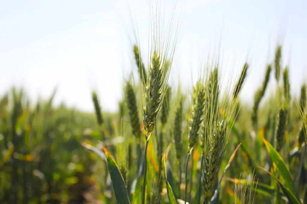 семена оз пшеницы среднеспелый сорт гром в Краснодаре