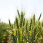 семена оз пшеницы среднеспелый сорт гром в Краснодаре