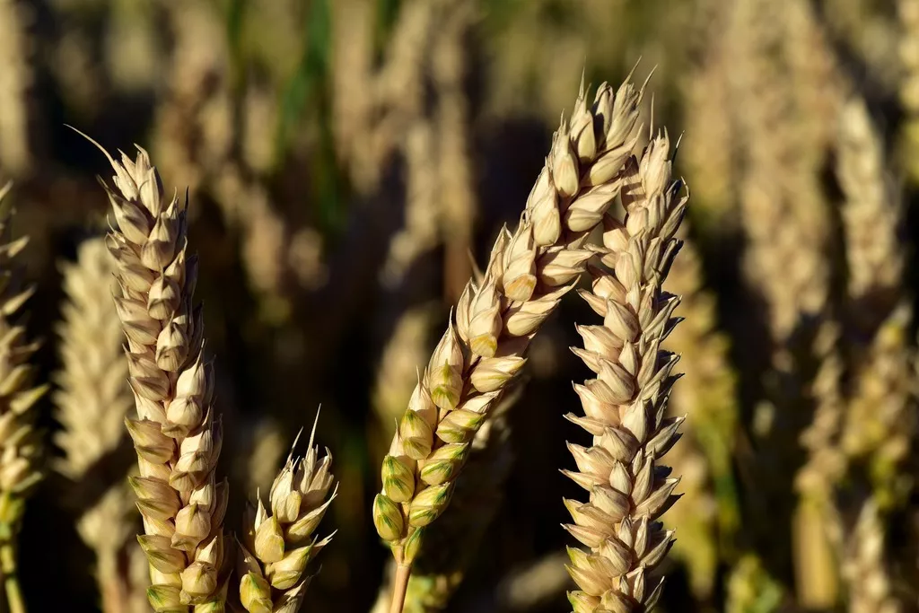 семена озимой пшеницы тимирязевка-150 в Краснодаре