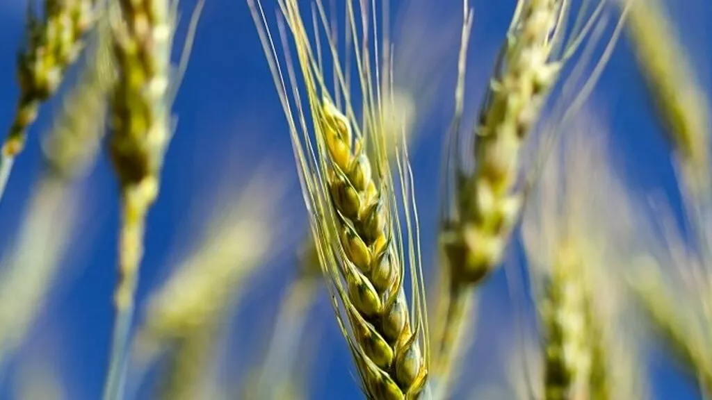 семена озимой пшеницы стиль-18 в Краснодаре