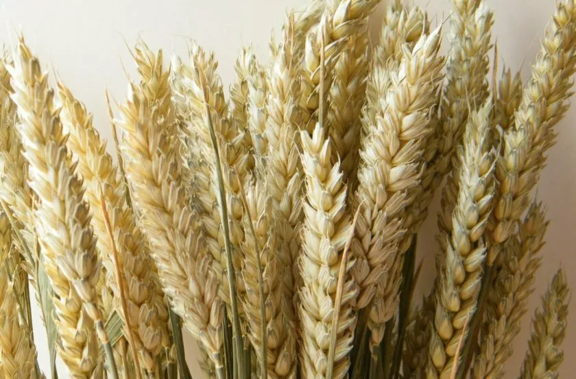 семена озимой пшеницы Степь в Краснодаре