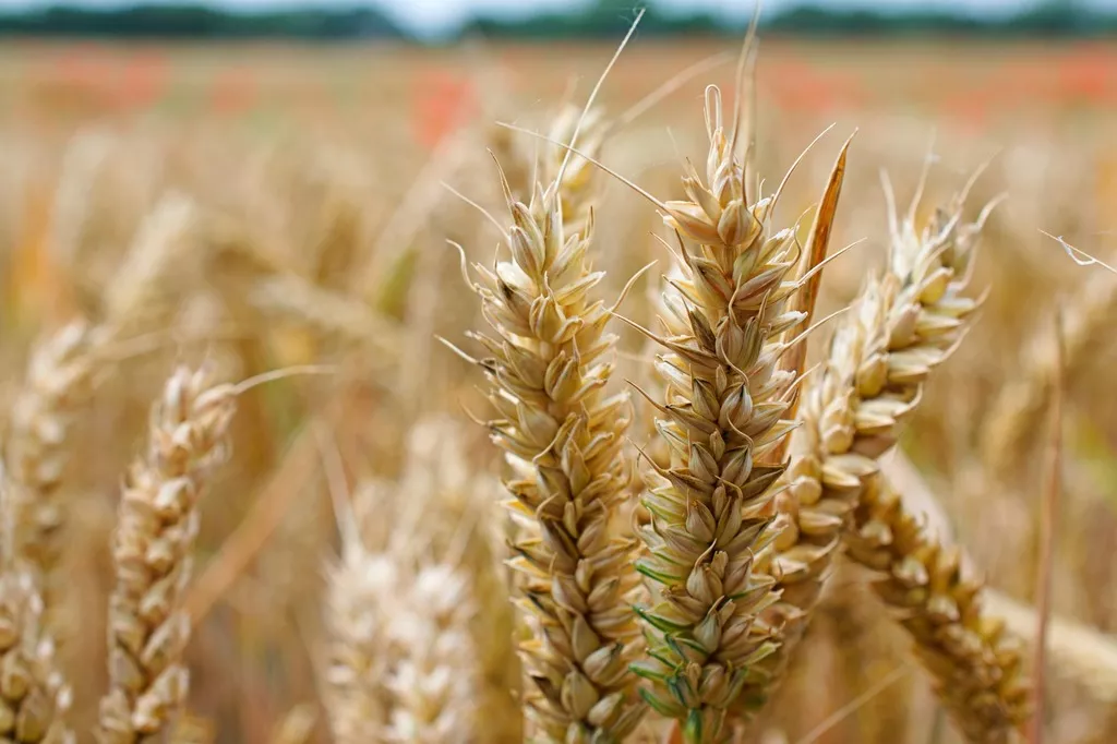 семена озимой пшеницы Гурт в Краснодаре