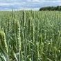 семена озимой пшеницы  в Краснодаре и Краснодарском крае