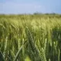 семена оз пшеницы новый сорт школа в Краснодаре и Краснодарском крае