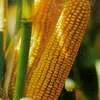 семена кукурузы подсолнечника нута в Краснодаре