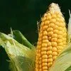семена кукурузы Краснодарский 291 АМВ в Краснодаре
