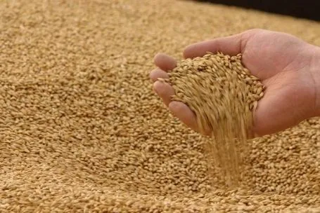 milling Wheat 45 000 tons CIF China в Китае 2