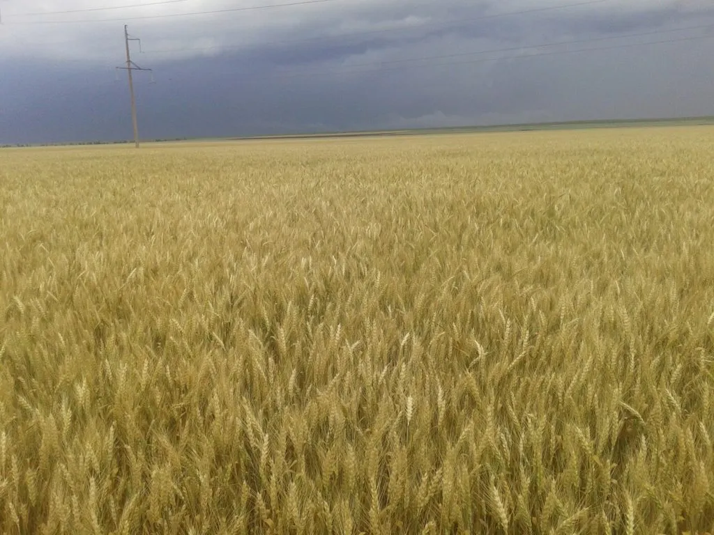 пшеница крым 3й кл в Краснодаре 2