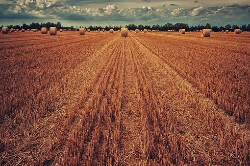 Производство зерноуборочных комбайнов на Кубани выросло более чем на 50%