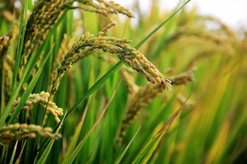 На Кубани возвели временную дамбу для полива риса