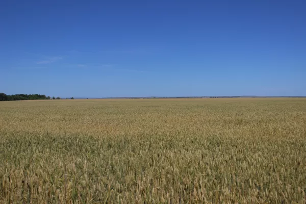 Андрей Коробка: Власти Кубани оценили долю сельхозземель в зоне риска из-за цен на зерно 