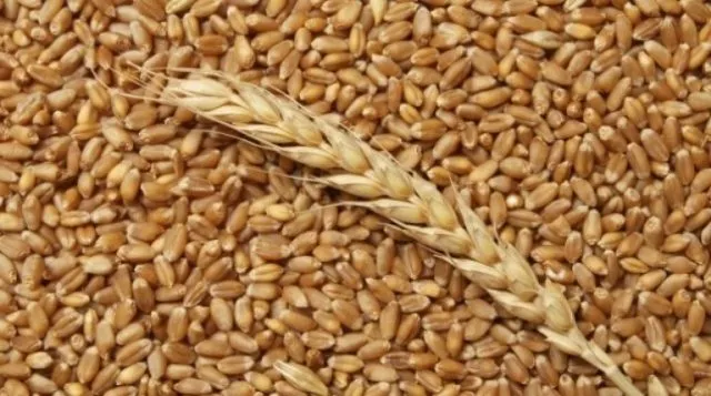 Фотография продукта Пшеница, зерно продаем франко-вагон fca