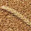 пшеница, зерно продаем франко-вагон fca в Краснодаре