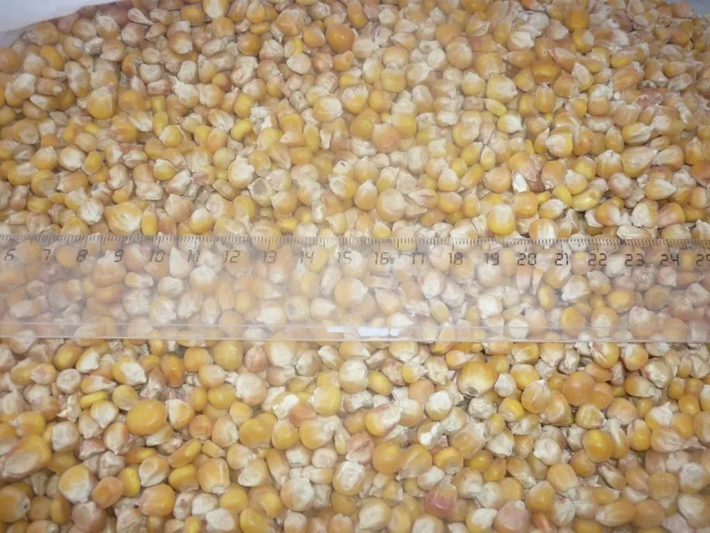 фотография продукта Кукуруза, закупаем краснодарский край