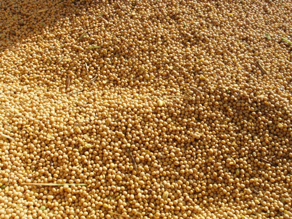 фотография продукта Продаем сою бобы, соя урожая 2019 года