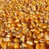 кукуруза - на экспорт ! в Монголии 2