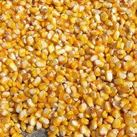 кукуруза - на экспорт ! в Монголии