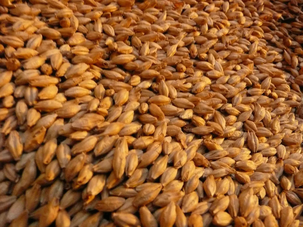 Как выглядит ячмень и пшеница фото