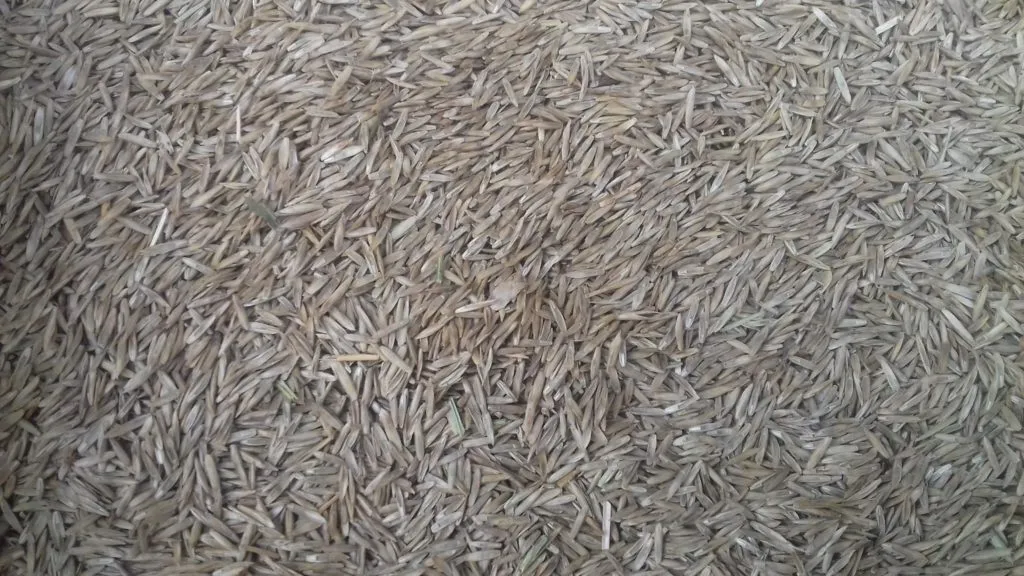 семена райграса пастбищного в Тихорецке