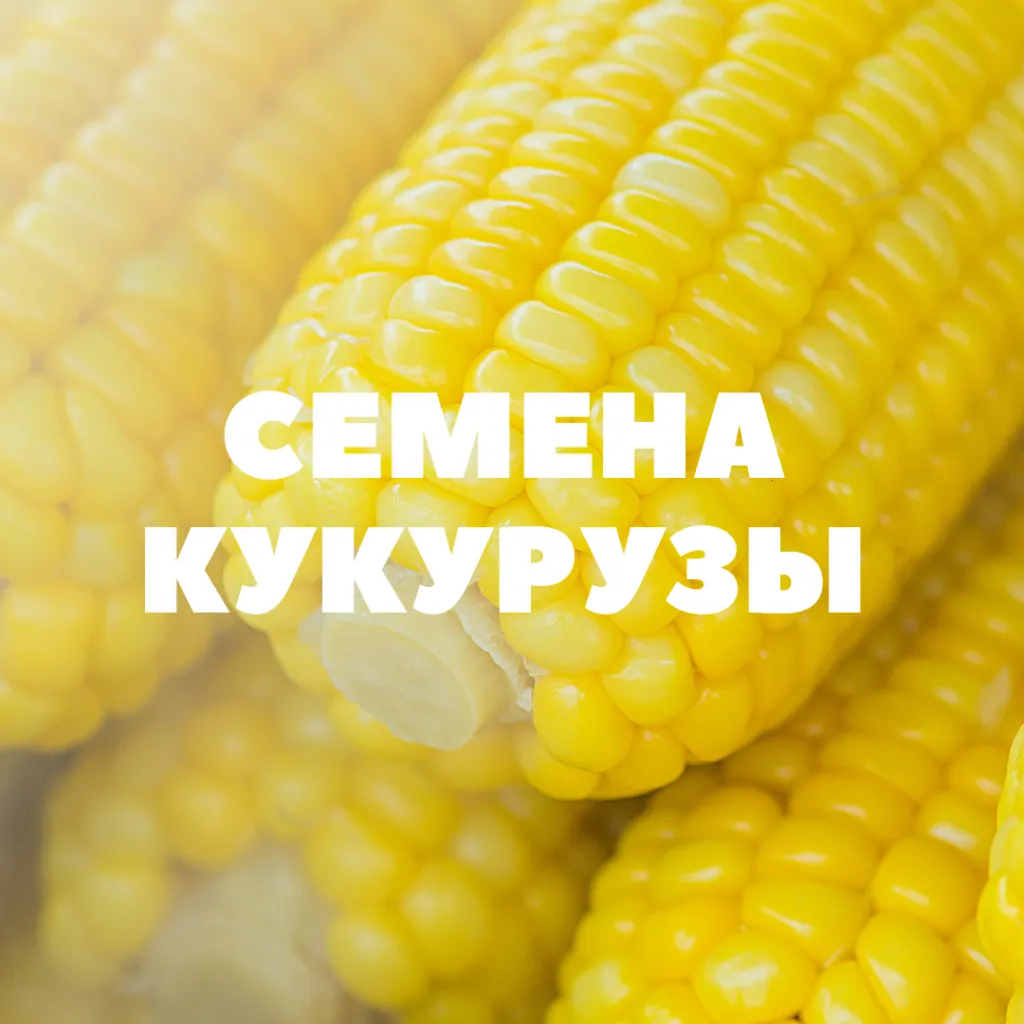 семена кукурузы на посев в Краснодаре