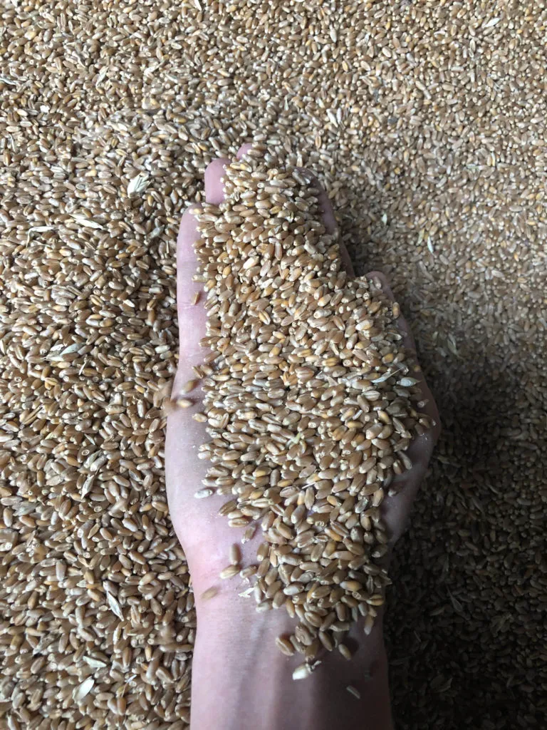 пшеница оптом от производителя в Краснодаре 2