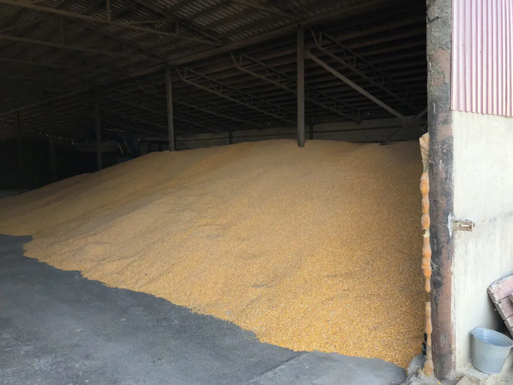 фотография продукта Кукуруза оптом от производителя