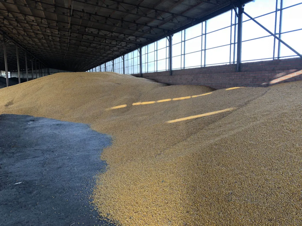 кукуруза Экспорт Fob Cif в Краснодаре 2