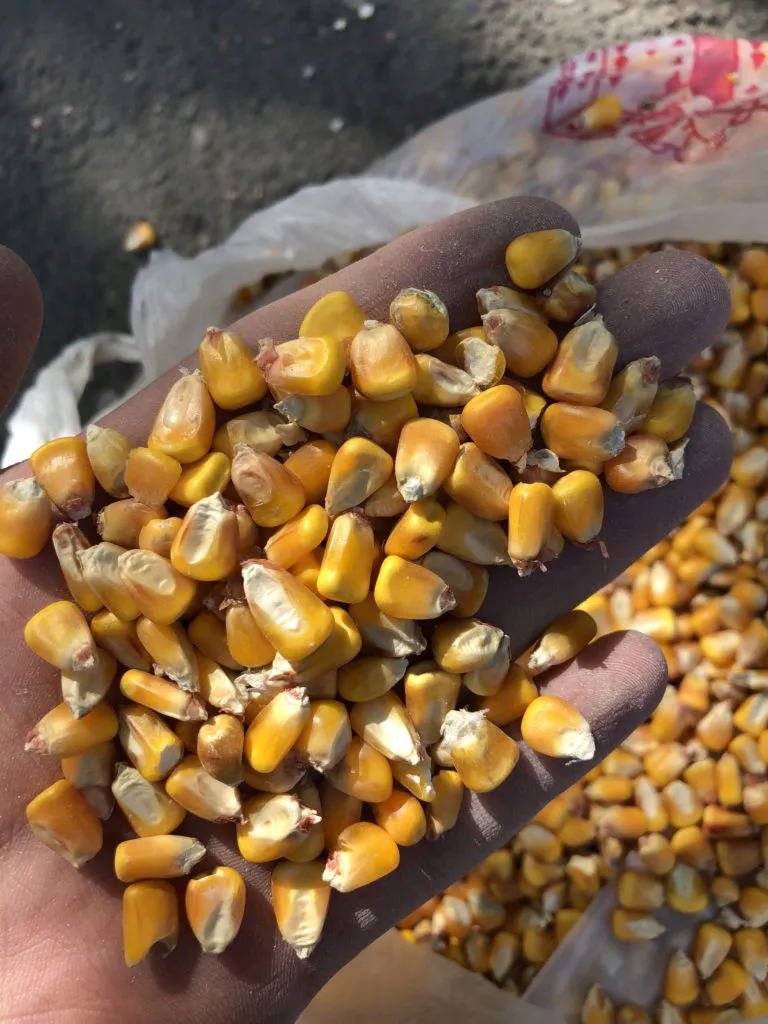 кукуруза Экспорт Fob Cif в Краснодаре