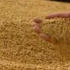 пшеница 4 класса в Краснодаре
