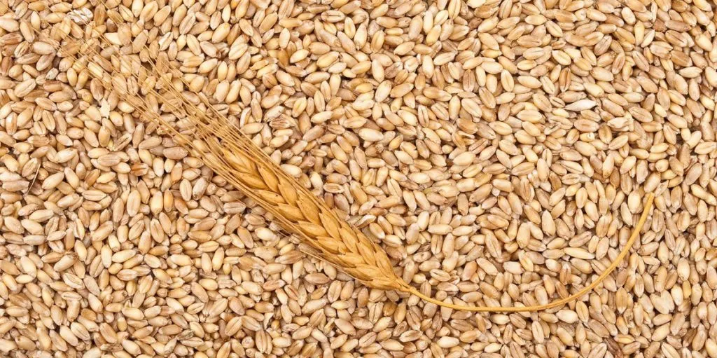 пшеница фураж в Краснодаре