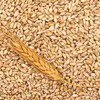 пшеница фураж в Краснодаре